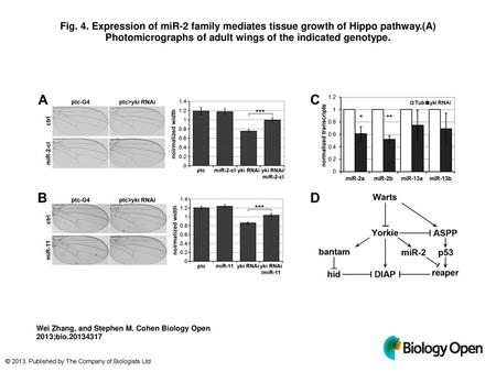 Fig. 4. Expression of miR-2 family mediates tissue growth of Hippo pathway.(A) Photomicrographs of adult wings of the indicated genotype. Expression of.