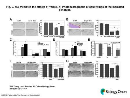 Fig. 2. p53 mediates the effects of Yorkie