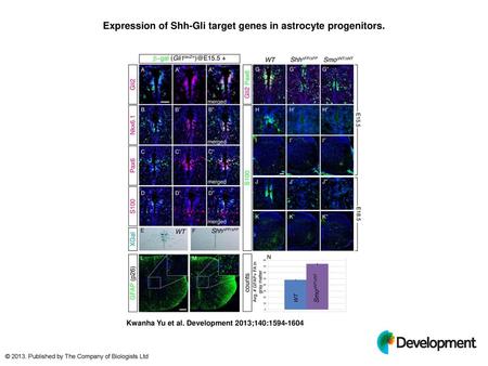 Expression of Shh-Gli target genes in astrocyte progenitors.