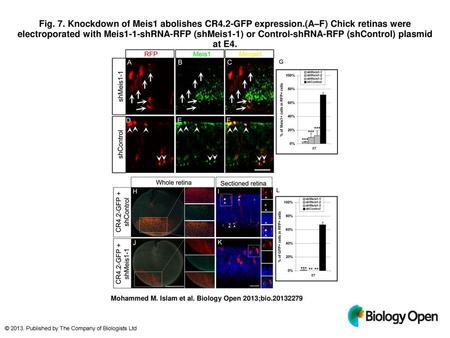 Fig. 7. Knockdown of Meis1 abolishes CR4. 2-GFP expression