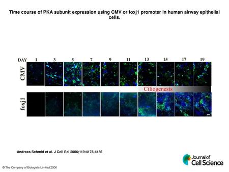 Time course of PKA subunit expression using CMV or foxj1 promoter in human airway epithelial cells. Time course of PKA subunit expression using CMV or.