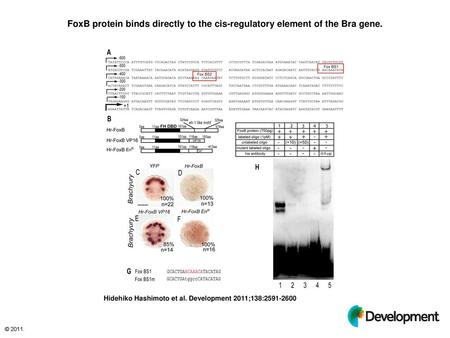 FoxB protein binds directly to the cis-regulatory element of the Bra gene. FoxB protein binds directly to the cis-regulatory element of the Bra gene. (A)