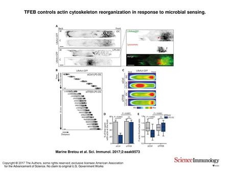 TFEB controls actin cytoskeleton reorganization in response to microbial sensing. TFEB controls actin cytoskeleton reorganization in response to microbial.