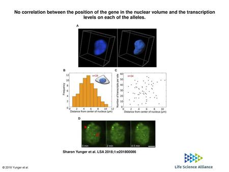 No correlation between the position of the gene in the nuclear volume and the transcription levels on each of the alleles. No correlation between the position.