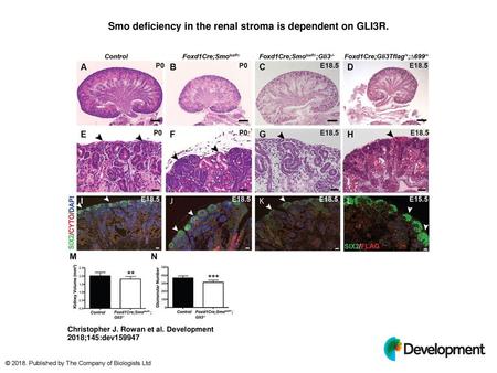 Smo deficiency in the renal stroma is dependent on GLI3R.