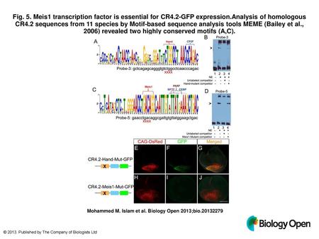 Fig. 5. Meis1 transcription factor is essential for CR4