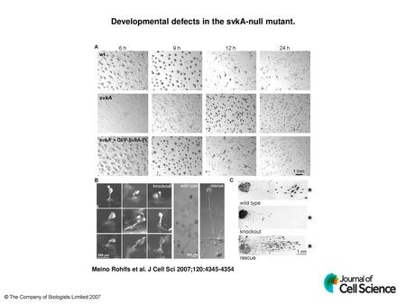 Developmental defects in the svkA-null mutant.