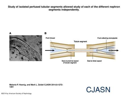 Study of isolated perfused tubular segments allowed study of each of the different nephron segments independently. Study of isolated perfused tubular segments.