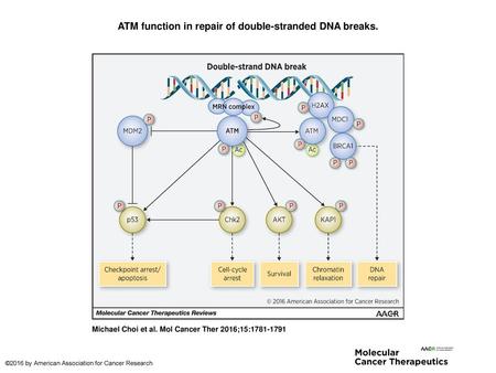 ATM function in repair of double-stranded DNA breaks.