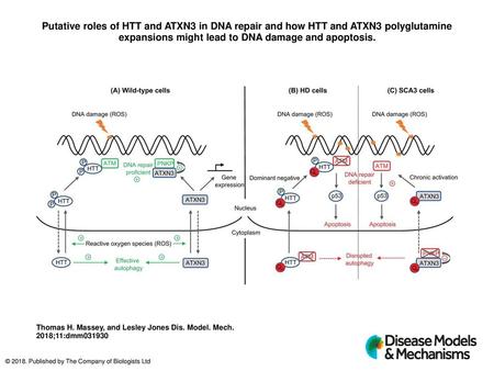 Putative roles of HTT and ATXN3 in DNA repair and how HTT and ATXN3 polyglutamine expansions might lead to DNA damage and apoptosis. Putative roles of.