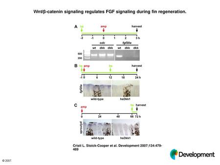 Wnt/β-catenin signaling regulates FGF signaling during fin regeneration. Wnt/β-catenin signaling regulates FGF signaling during fin regeneration. (A) fgf20a.