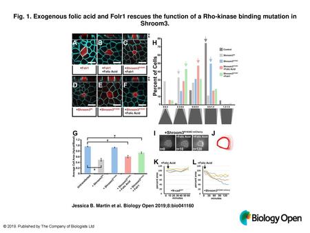 Fig. 1. Exogenous folic acid and Folr1 rescues the function of a Rho-kinase binding mutation in Shroom3. Exogenous folic acid and Folr1 rescues thefunction.