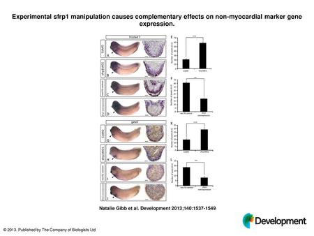 Experimental sfrp1 manipulation causes complementary effects on non-myocardial marker gene expression. Experimental sfrp1 manipulation causes complementary.