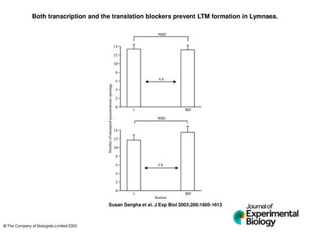 Both transcription and the translation blockers prevent LTM formation in Lymnaea. Both transcription and the translation blockers prevent LTM formation.