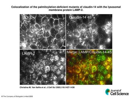 Colocalization of the palmitoylation-deficient mutants of claudin-14 with the lysosomal membrane protein LAMP-2. Colocalization of the palmitoylation-deficient.