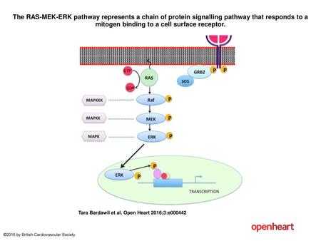 The RAS-MEK-ERK pathway represents a chain of protein signalling pathway that responds to a mitogen binding to a cell surface receptor. The RAS-MEK-ERK.