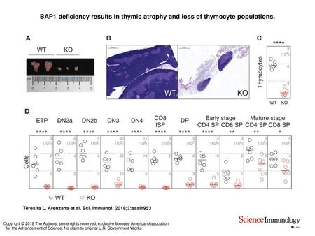 BAP1 deficiency results in thymic atrophy and loss of thymocyte populations. BAP1 deficiency results in thymic atrophy and loss of thymocyte populations.