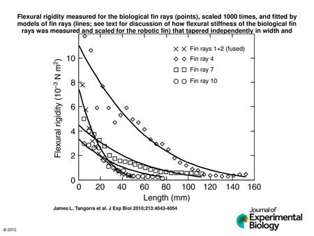 Flexural rigidity measured for the biological fin rays (points), scaled 1000 times, and fitted by models of fin rays (lines; see text for discussion of.