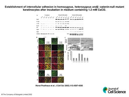 Establishment of intercellular adhesion in homozygous, heterozygous andβ -catenin-null mutant keratinocytes after incubation in medium containing 1.2 mM.