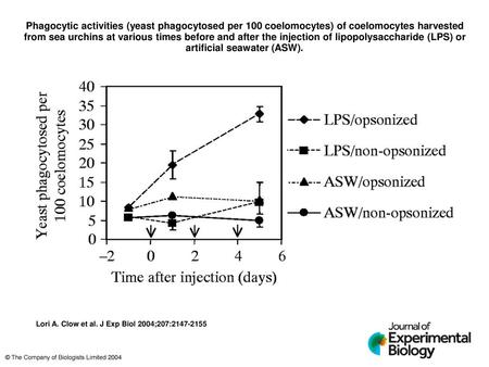 Phagocytic activities (yeast phagocytosed per 100 coelomocytes) of coelomocytes harvested from sea urchins at various times before and after the injection.