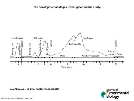 The developmental stages investigated in this study.