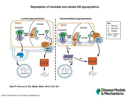 Degradation of insoluble and soluble ER glycoproteins.