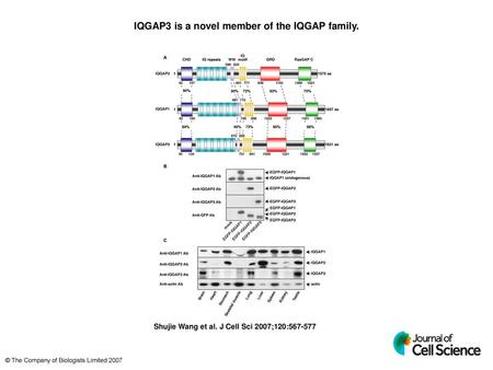 IQGAP3 is a novel member of the IQGAP family.