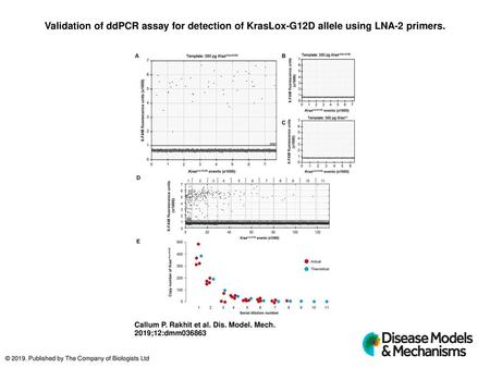 Validation of ddPCR assay for detection of KrasLox-G12D allele using LNA-2 primers. Validation of ddPCR assay for detection of KrasLox-G12D allele using.