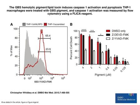 The GBS hemolytic pigment/lipid toxin induces caspase 1 activation and pyroptosis THP‐1 macrophages were treated with GBS pigment, and caspase 1 activation.