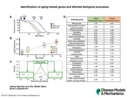 Identification of aging-related genes and affected biological processes. Identification of aging-related genes and affected biological processes. (A) Experimental.