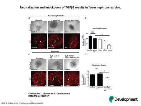 Neutralization and knockdown of TGFβ2 results in fewer nephrons ex vivo. Neutralization and knockdown of TGFβ2 results in fewer nephrons ex vivo. (A,B)