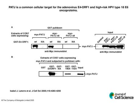 PATJ is a common cellular target for the adenovirus E4-ORF1 and high-risk HPV type 18 E6 oncoproteins. PATJ is a common cellular target for the adenovirus.