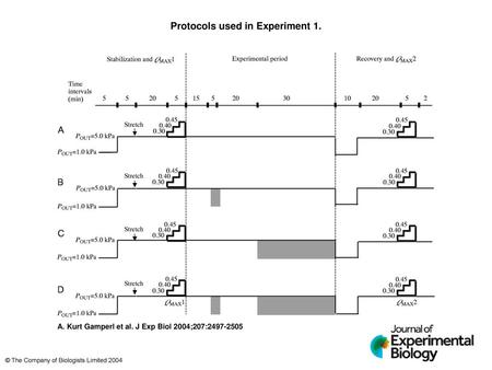 Protocols used in Experiment 1.