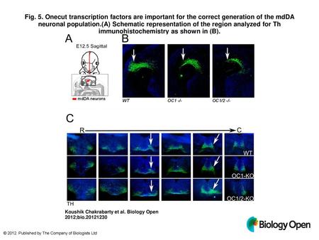 Fig. 5. Onecut transcription factors are important for the correct generation of the mdDA neuronal population.(A) Schematic representation of the region.