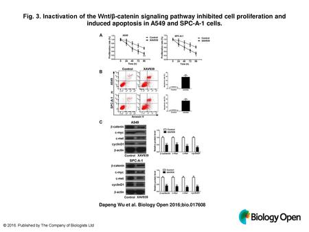 Fig. 3. Inactivation of the Wnt/β-catenin signaling pathway inhibited cell proliferation and induced apoptosis in A549 and SPC-A-1 cells. Inactivation.