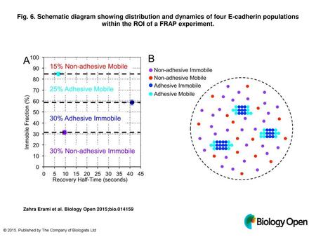 Fig. 6. Schematic diagram showing distribution and dynamics of four E-cadherin populations within the ROI of a FRAP experiment. Schematic diagram showing.