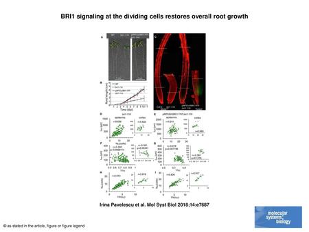 BRI1 signaling at the dividing cells restores overall root growth