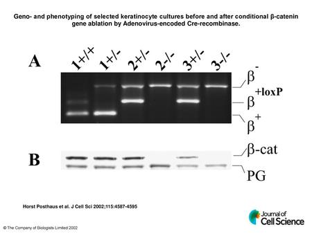 Geno- and phenotyping of selected keratinocyte cultures before and after conditional β-catenin gene ablation by Adenovirus-encoded Cre-recombinase. Geno-