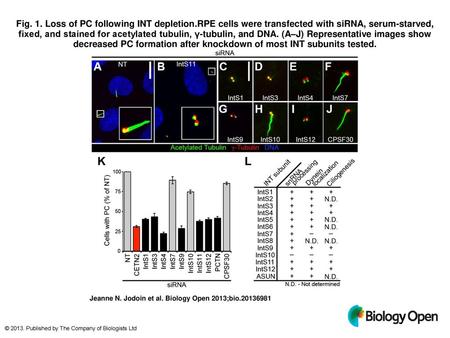 Fig. 1. Loss of PC following INT depletion