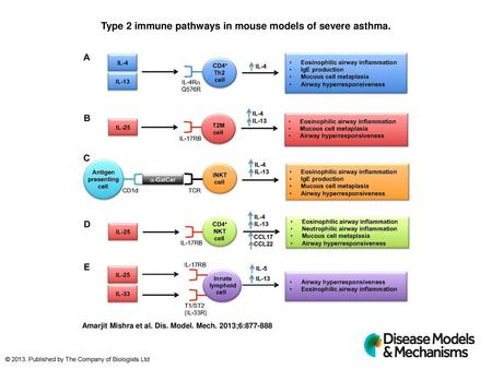 Type 2 immune pathways in mouse models of severe asthma.