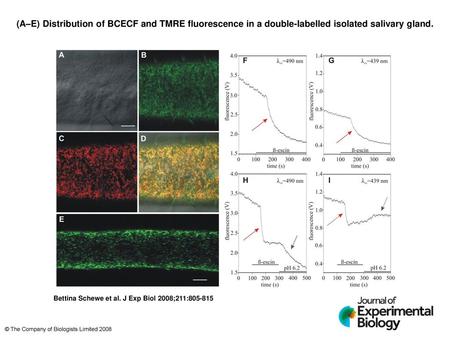 (A–E) Distribution of BCECF and TMRE fluorescence in a double-labelled isolated salivary gland. (A–E) Distribution of BCECF and TMRE fluorescence in a.