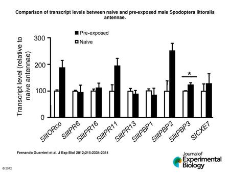 Comparison of transcript levels between naive and pre-exposed male Spodoptera littoralis antennae. Comparison of transcript levels between naive and pre-exposed.