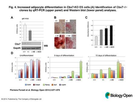 Fig. 4. Increased adipocyte differentiation in Cbx7-KO ES cells