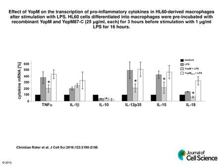 Effect of YopM on the transcription of pro-inflammatory cytokines in HL60-derived macrophages after stimulation with LPS. HL60 cells differentiated into.