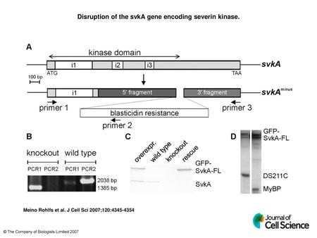 Disruption of the svkA gene encoding severin kinase.