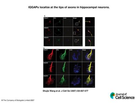 IQGAPs localize at the tips of axons in hippocampal neurons.