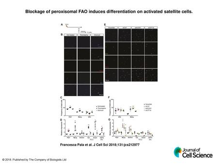 Blockage of peroxisomal FAO induces differentiation on activated satellite cells. Blockage of peroxisomal FAO induces differentiation on activated satellite.