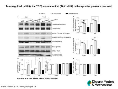 Tomoregulin-1 inhibits the TGFβ non-canonical (TAK1-JNK) pathways after pressure overload. Tomoregulin-1 inhibits the TGFβ non-canonical (TAK1-JNK) pathways.