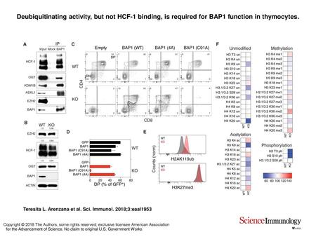 Deubiquitinating activity, but not HCF-1 binding, is required for BAP1 function in thymocytes. Deubiquitinating activity, but not HCF-1 binding, is required.