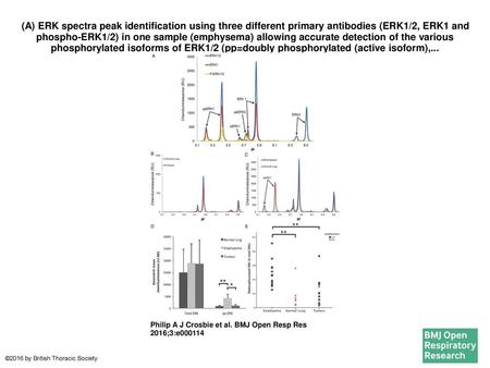 (A) ERK spectra peak identification using three different primary antibodies (ERK1/2, ERK1 and phospho-ERK1/2) in one sample (emphysema) allowing accurate.